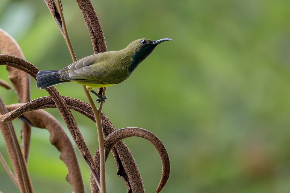 Ornate Sunbird - ML622117782