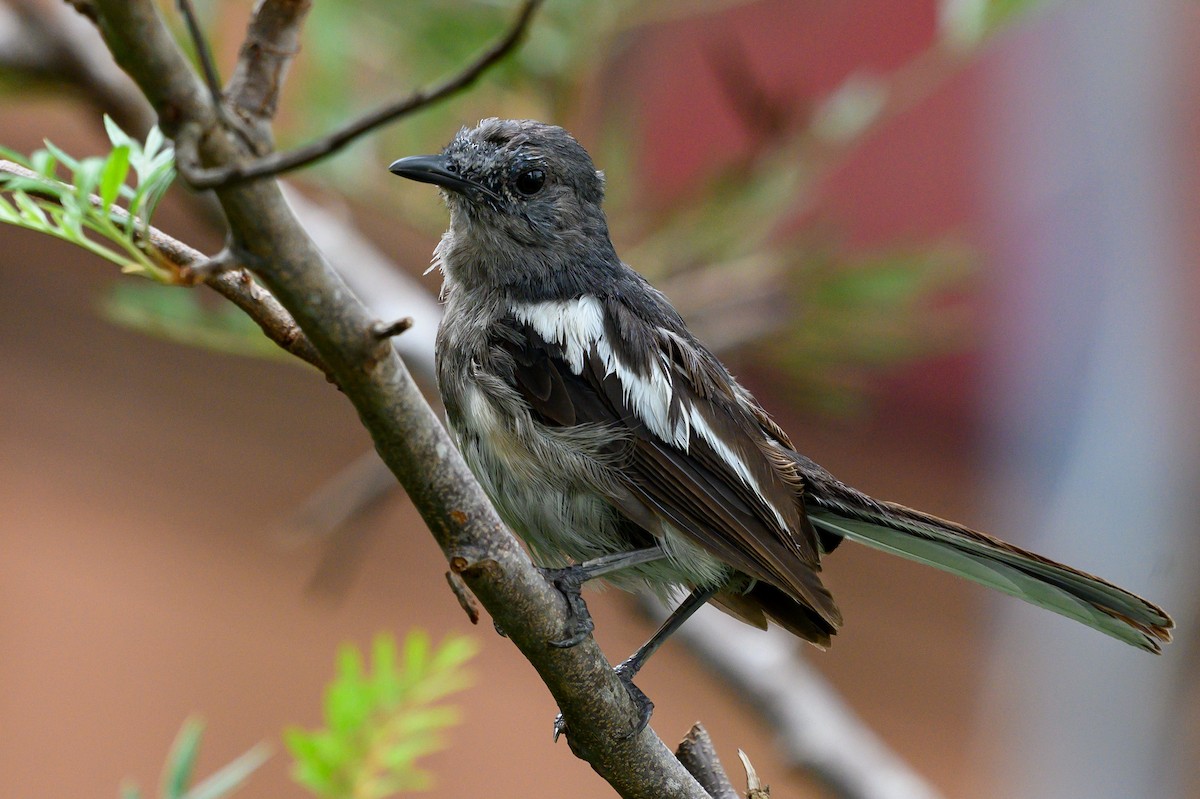 Oriental Magpie-Robin - ML622117790