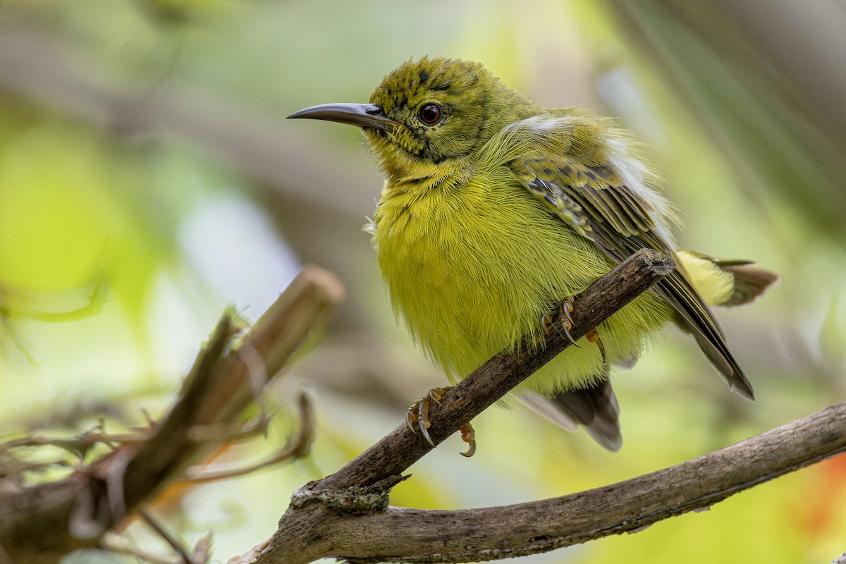 Brown-throated Sunbird - ML622117792