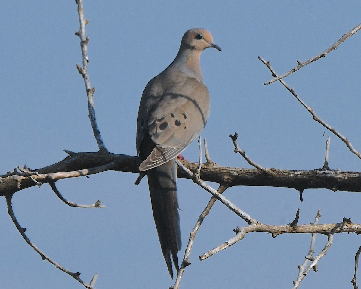 Mourning Dove - ML622117798