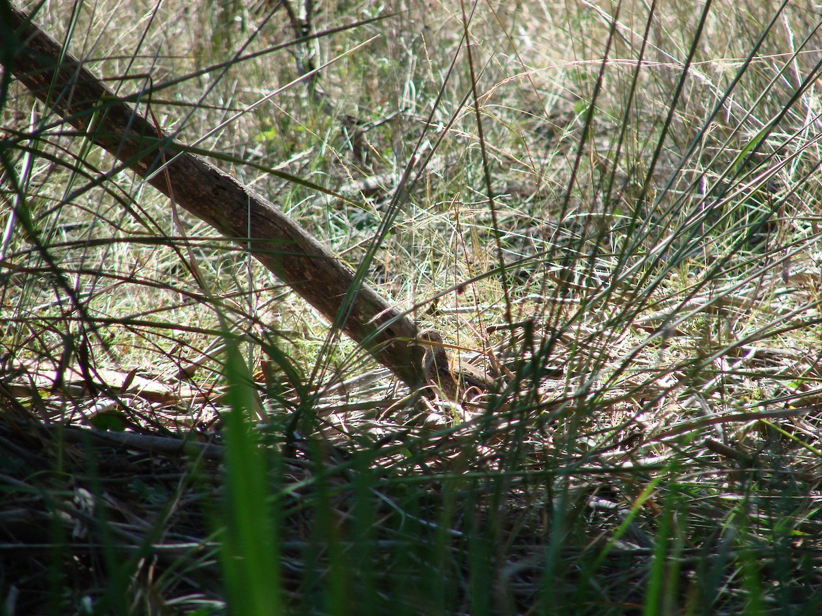 Painted Buttonquail - ML622117801