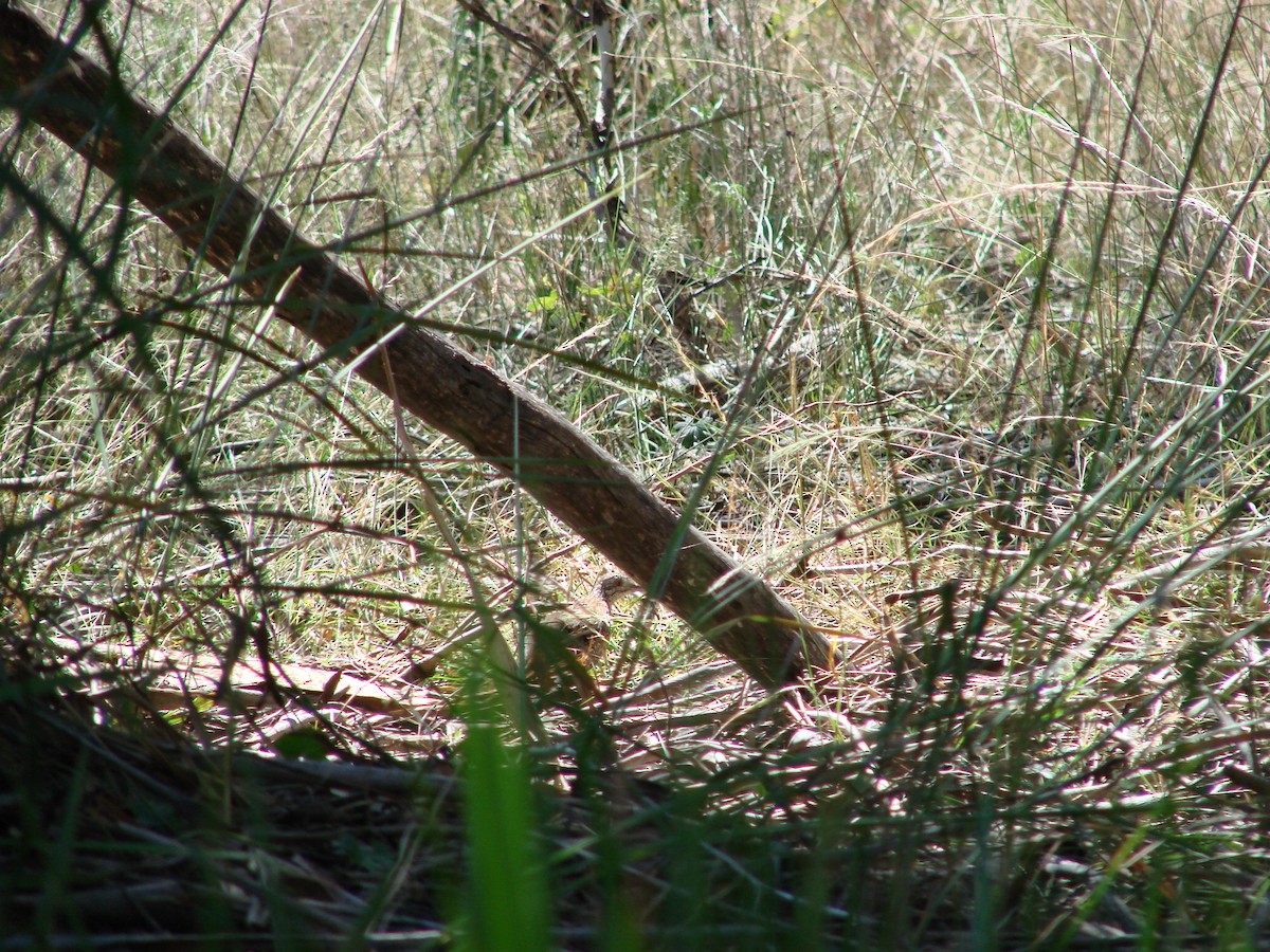 Painted Buttonquail - ML622117802