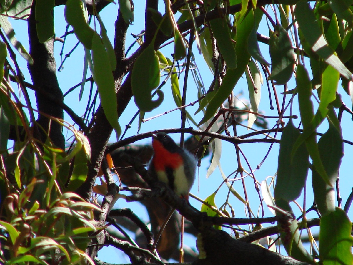 Mistletoebird - ML622117807