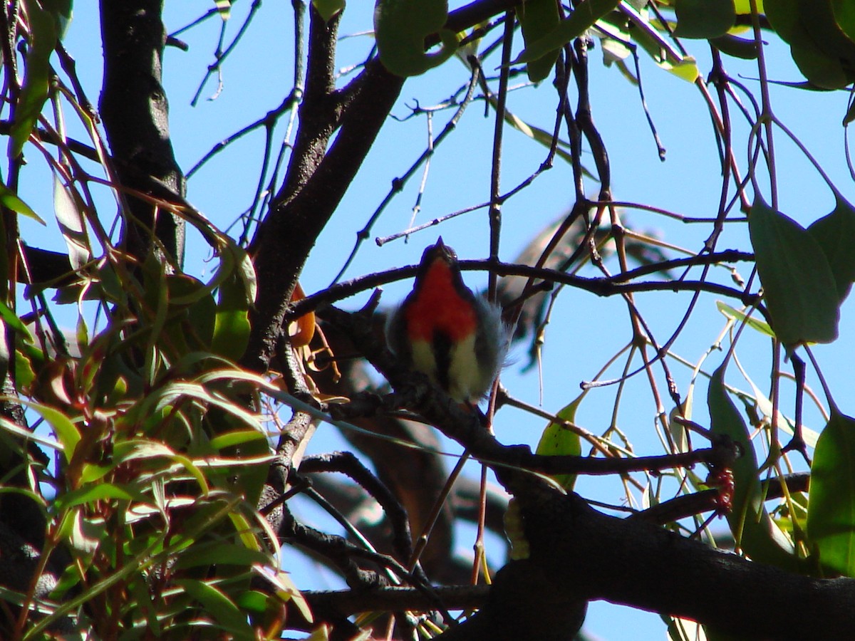 Mistletoebird - ML622117808