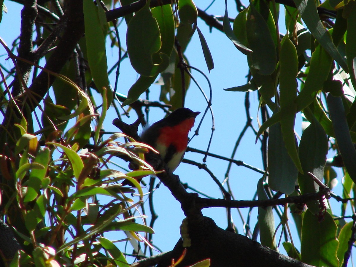 Mistletoebird - ML622117809