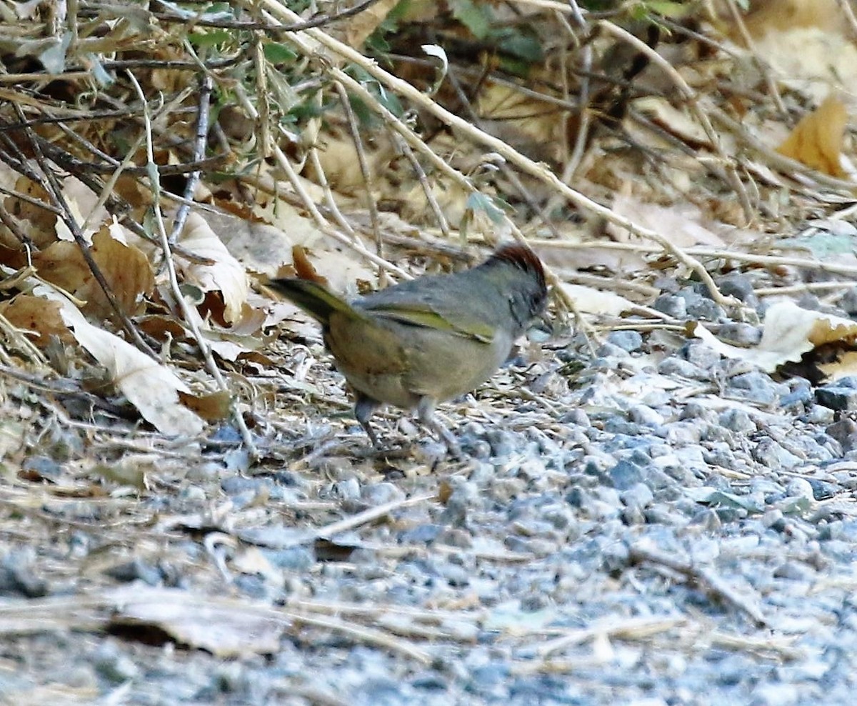 Green-tailed Towhee - ML62211781