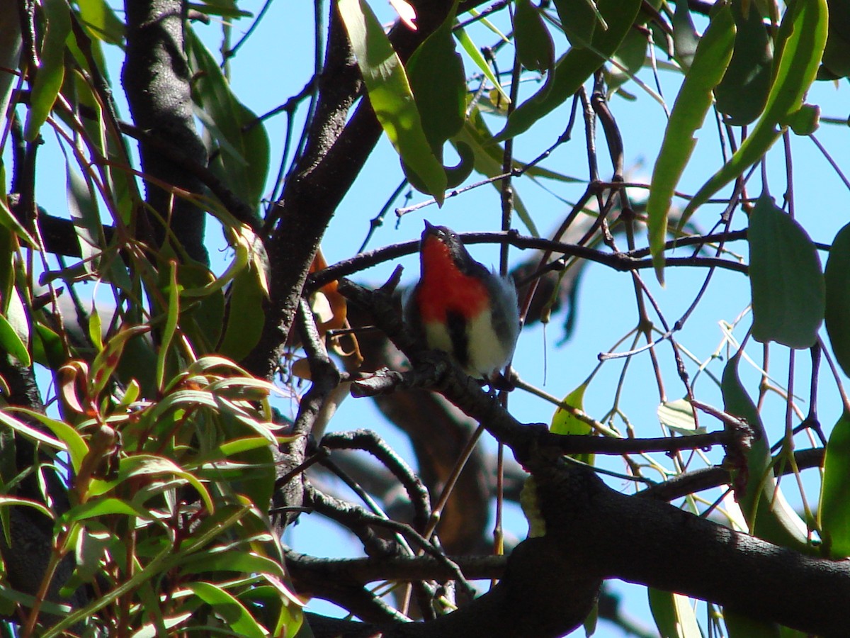 Mistletoebird - ML622117810