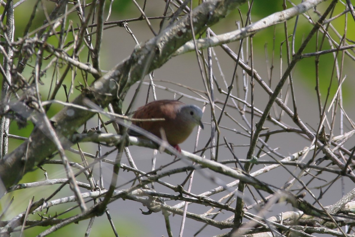 Ruddy Ground Dove - ML622117811