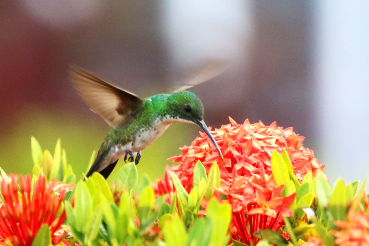 Plain-bellied Emerald - ML622117816