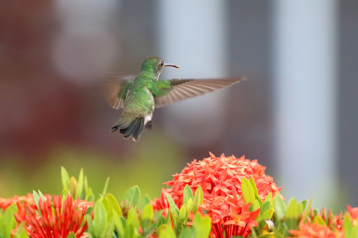 Plain-bellied Emerald - ML622117817