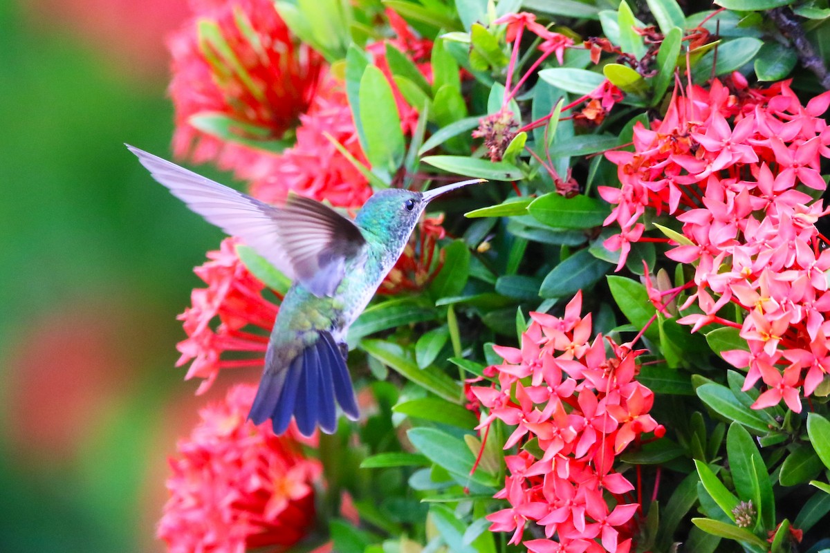 Plain-bellied Emerald - ML622117818