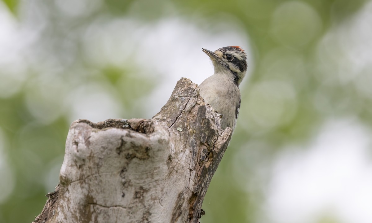 Downy Woodpecker - ML622117819