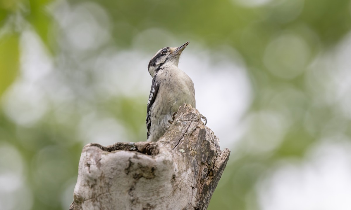 Downy Woodpecker - ML622117820