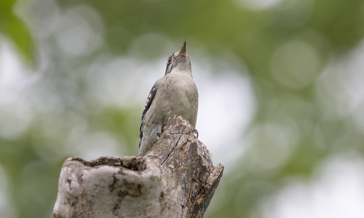 Downy Woodpecker - ML622117821