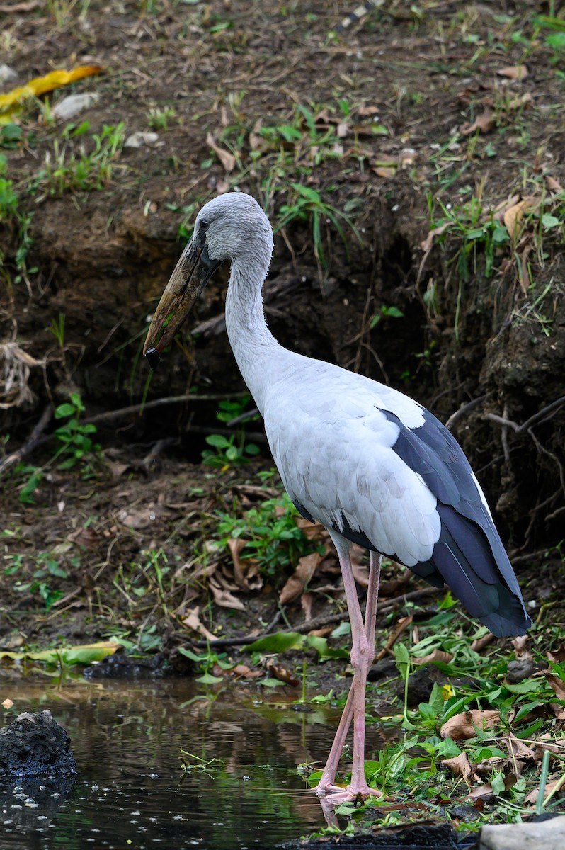 Asian Openbill - ML622117822