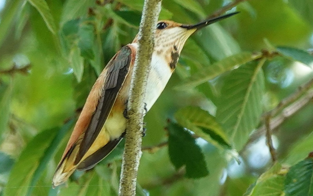 Rufous Hummingbird - ML622117823
