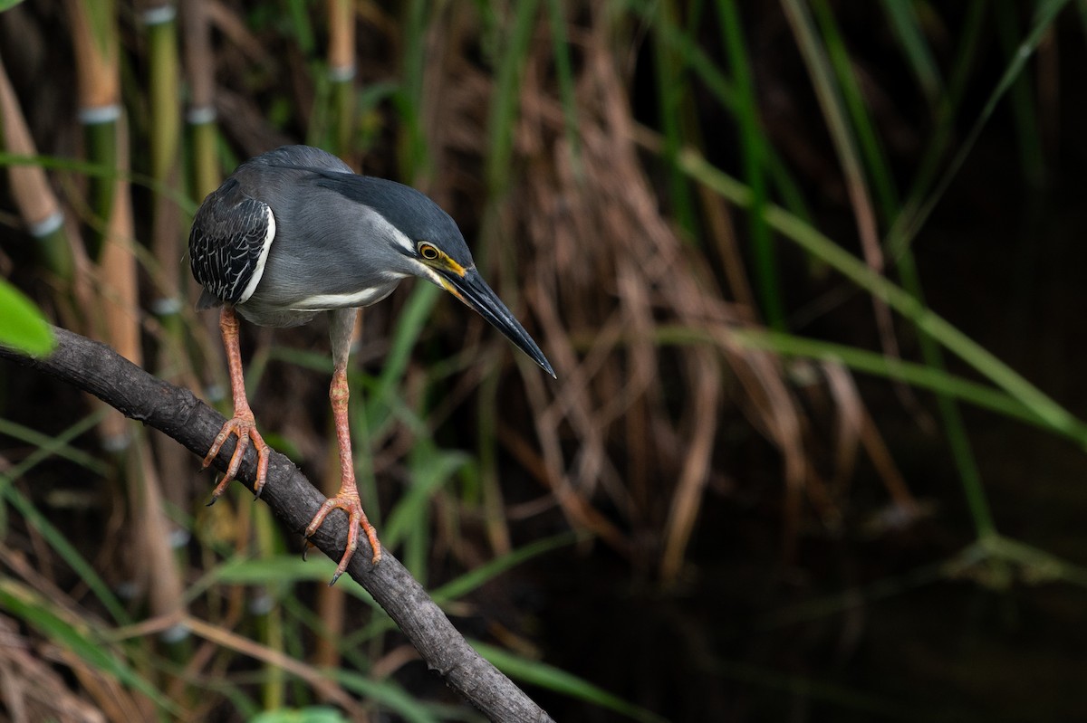 Striated Heron - Kerry Mitchell