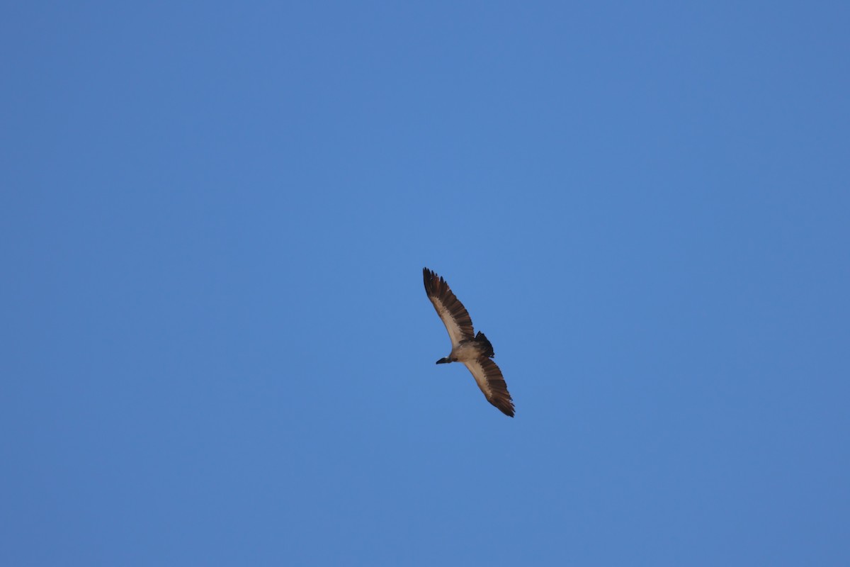 White-backed Vulture - Gonzalo Galan