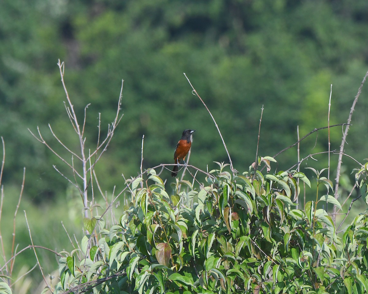 Orchard Oriole - ML622117834