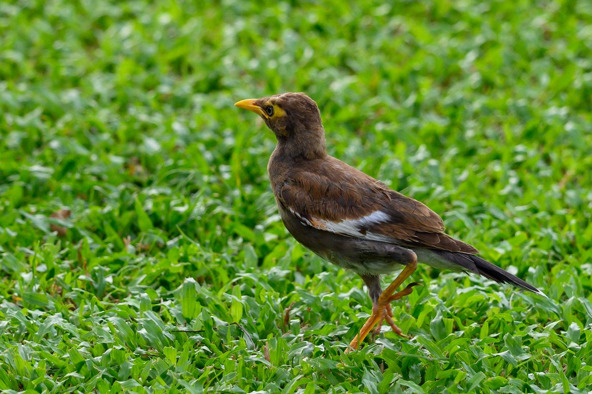 Common Myna - Kerry Mitchell