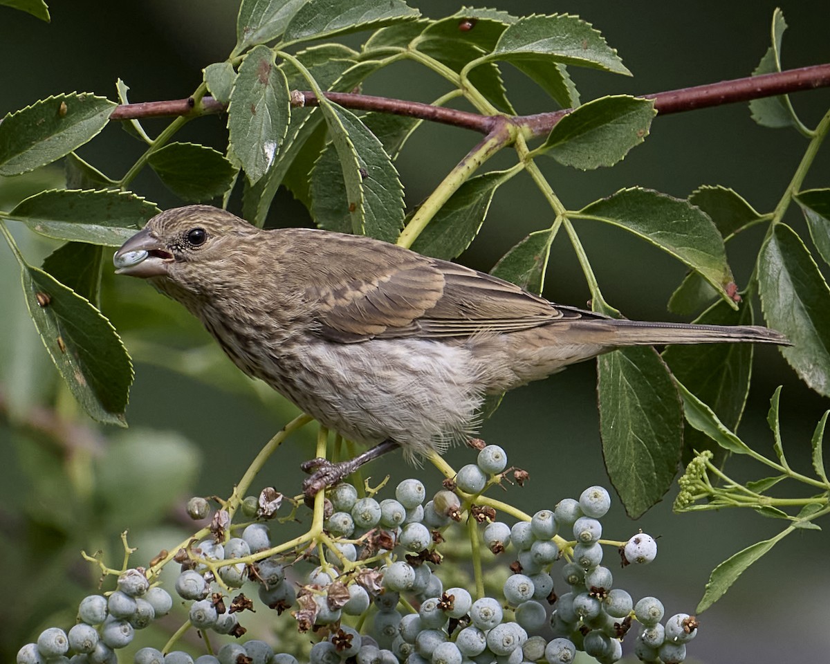 House Finch - ML622117915