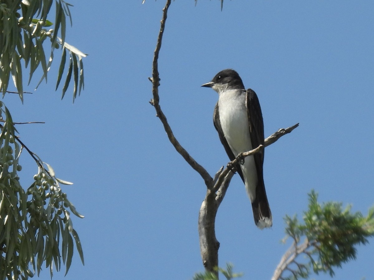 Eastern Kingbird - ML622117923