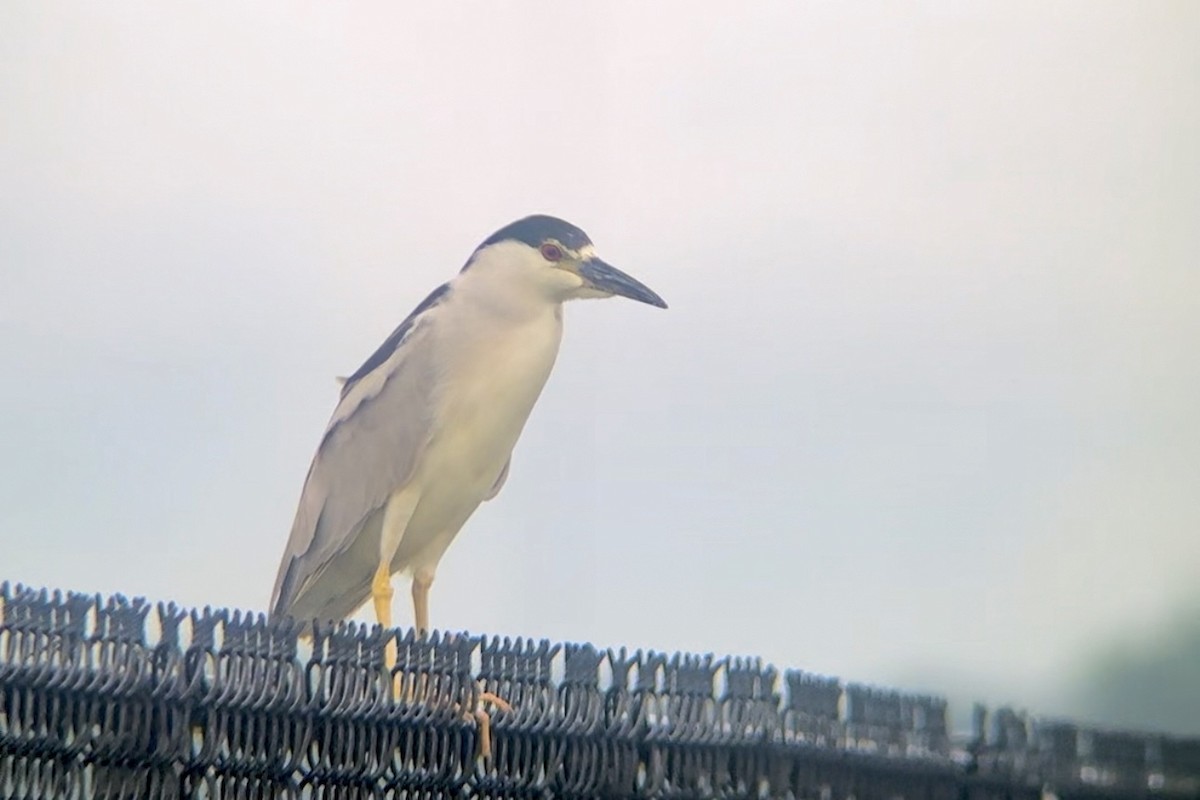 Black-crowned Night Heron - ML622117924