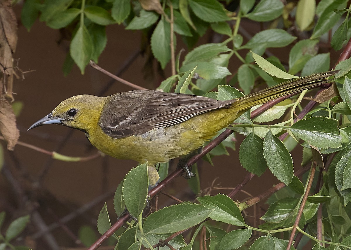 Hooded Oriole - ML622117927