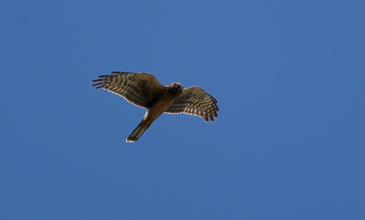 Northern Harrier - ML622117958