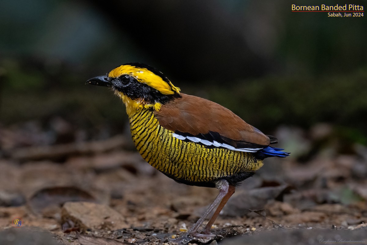 Borneobindenpitta - ML622117960