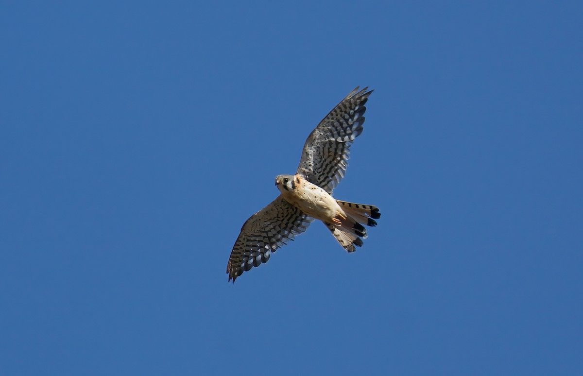 American Kestrel - ML622117961