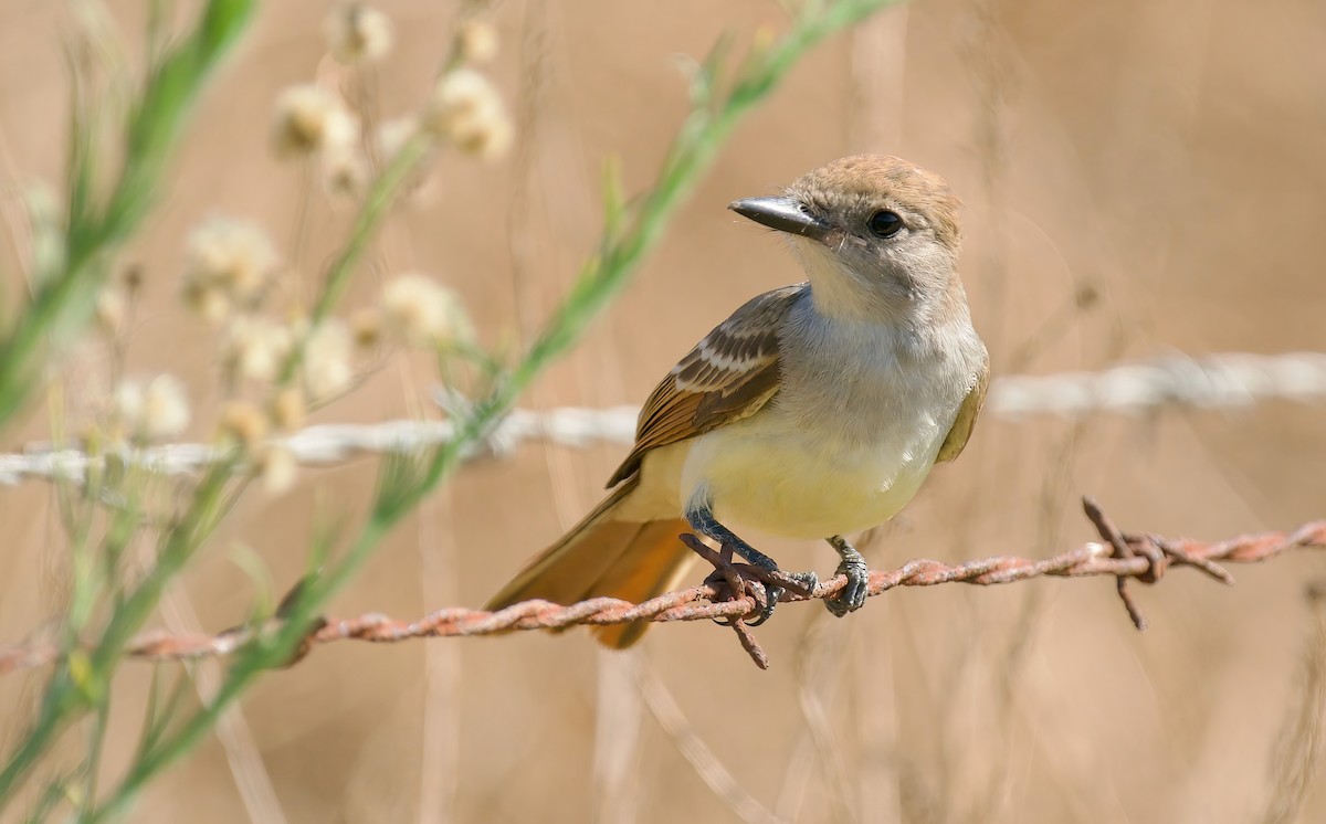 Ash-throated Flycatcher - ML622117963