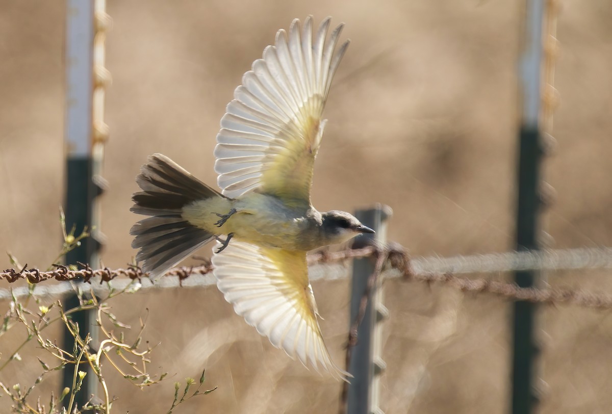 Western Kingbird - ML622117965