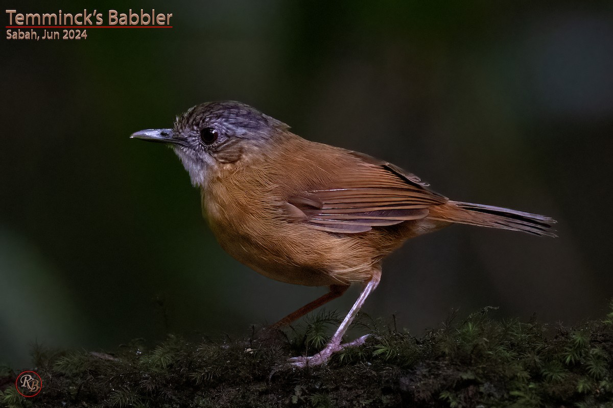 Temminck's Babbler - Raghavan Balasubramanian