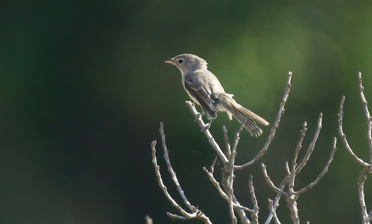 Bell's Vireo (Least) - ML622117968