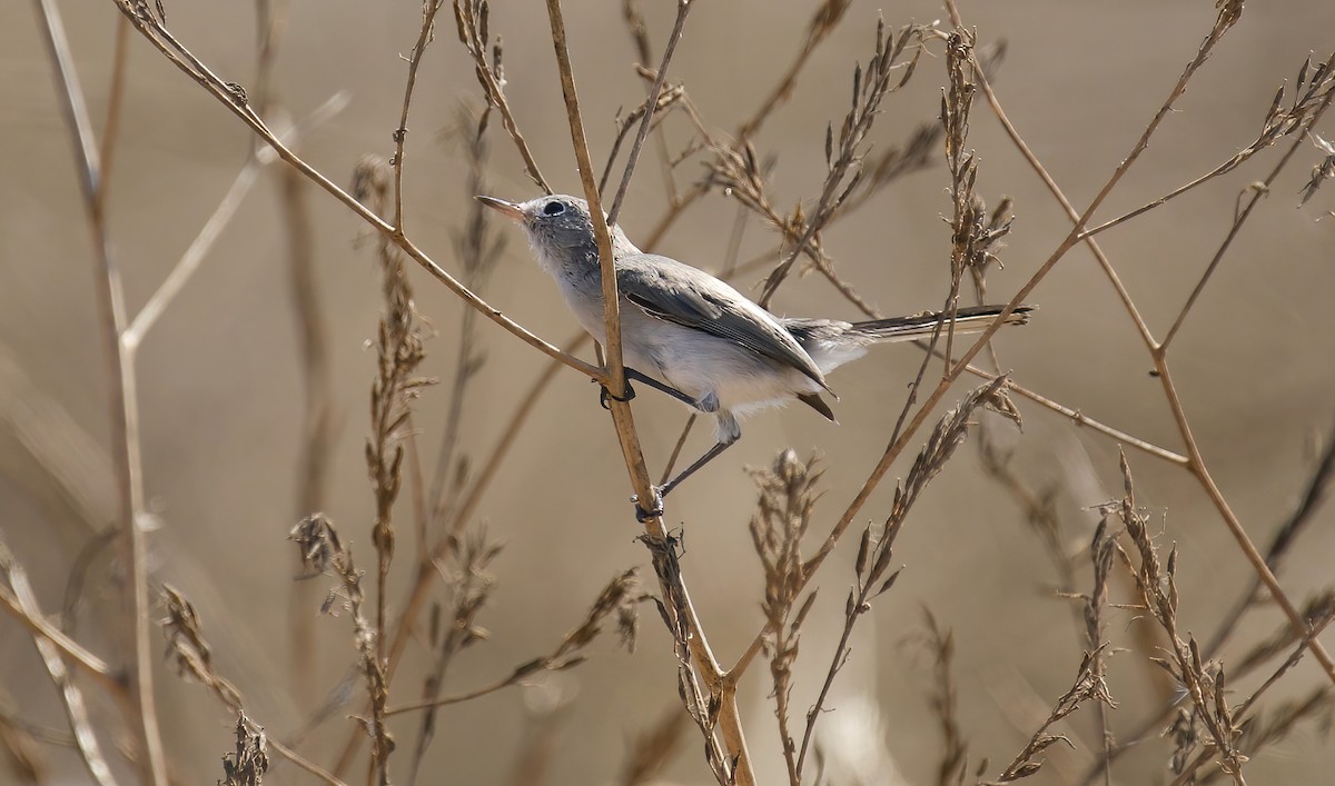 Blue-gray Gnatcatcher - ML622117970