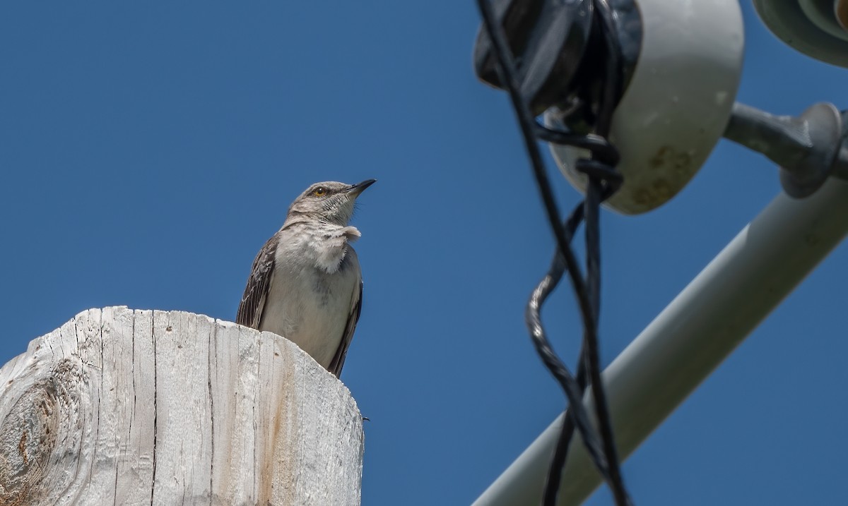 Northern Mockingbird - ML622117977