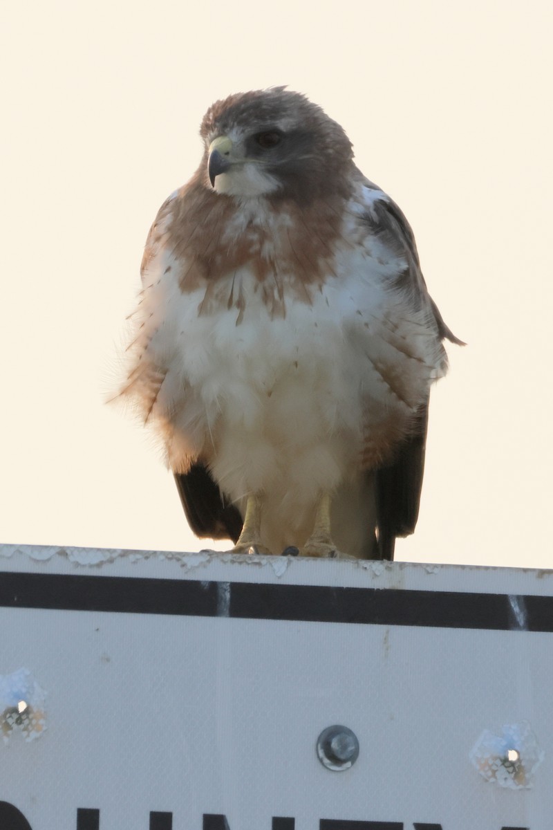 Swainson's Hawk - CARLA DAVIS