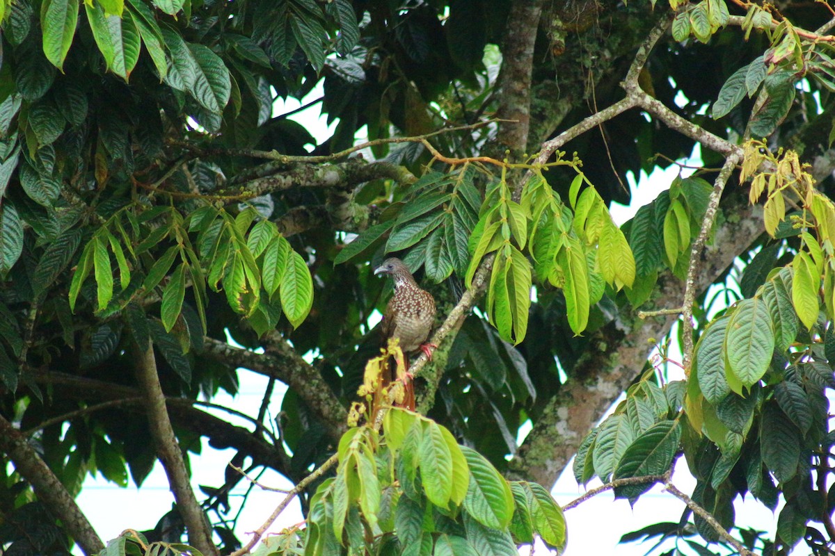 Speckled Chachalaca - ML622117983