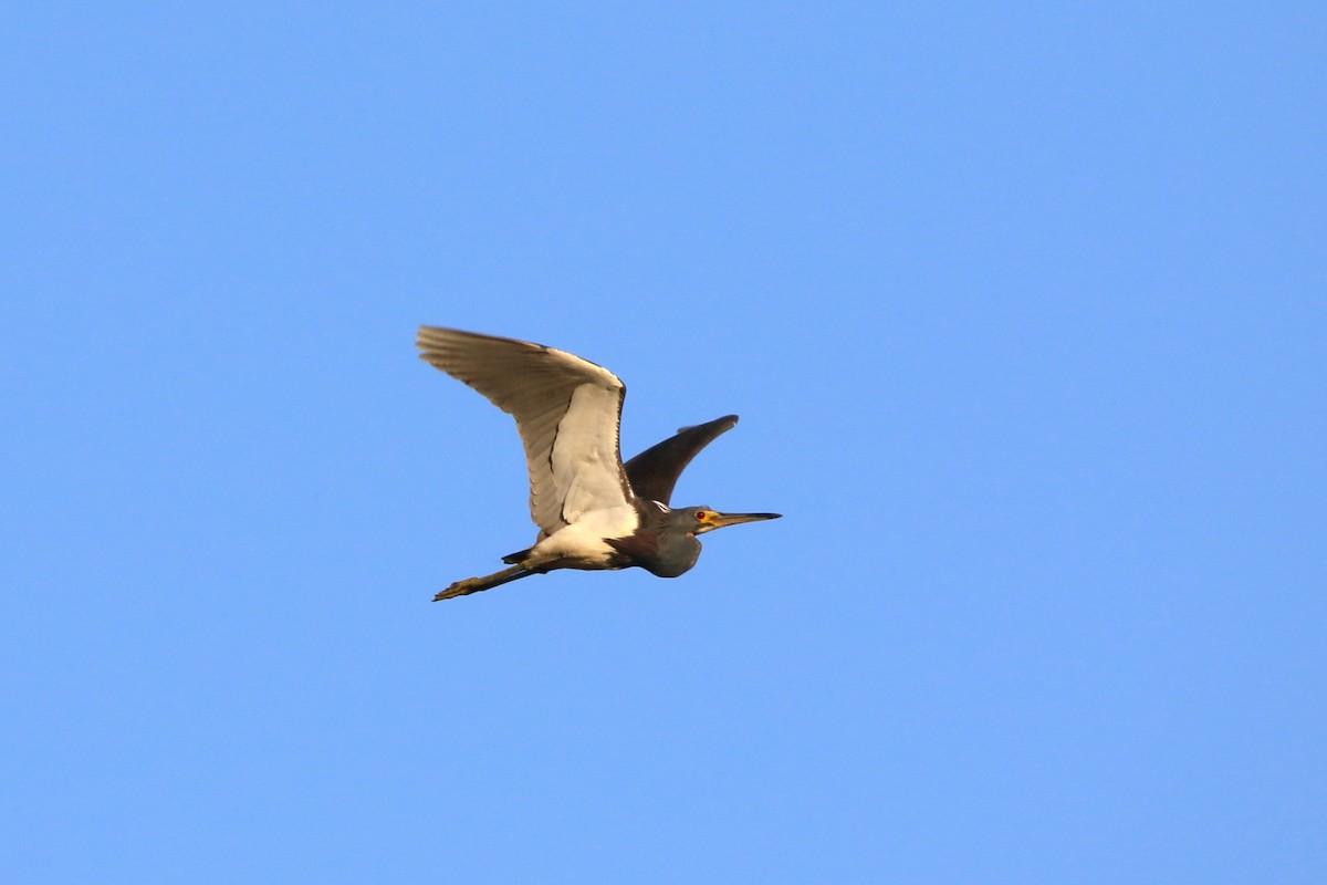 Tricolored Heron - ML622118025