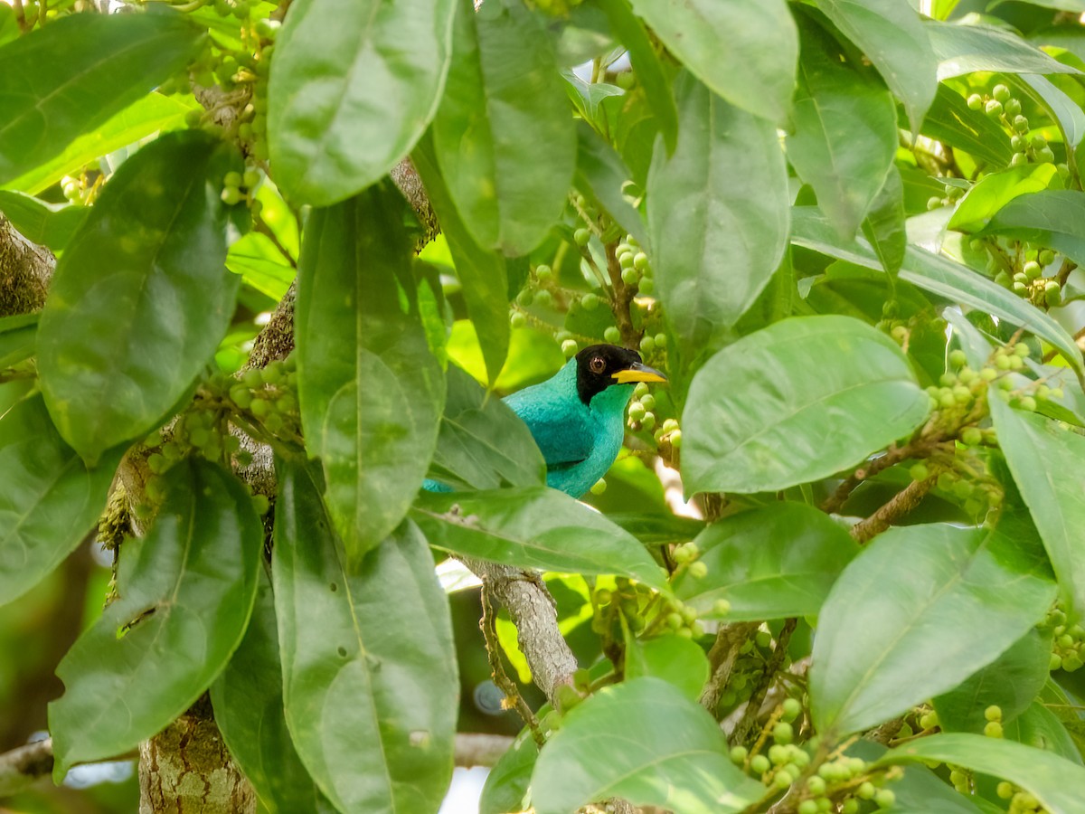 Green Honeycreeper - Jason Alexander