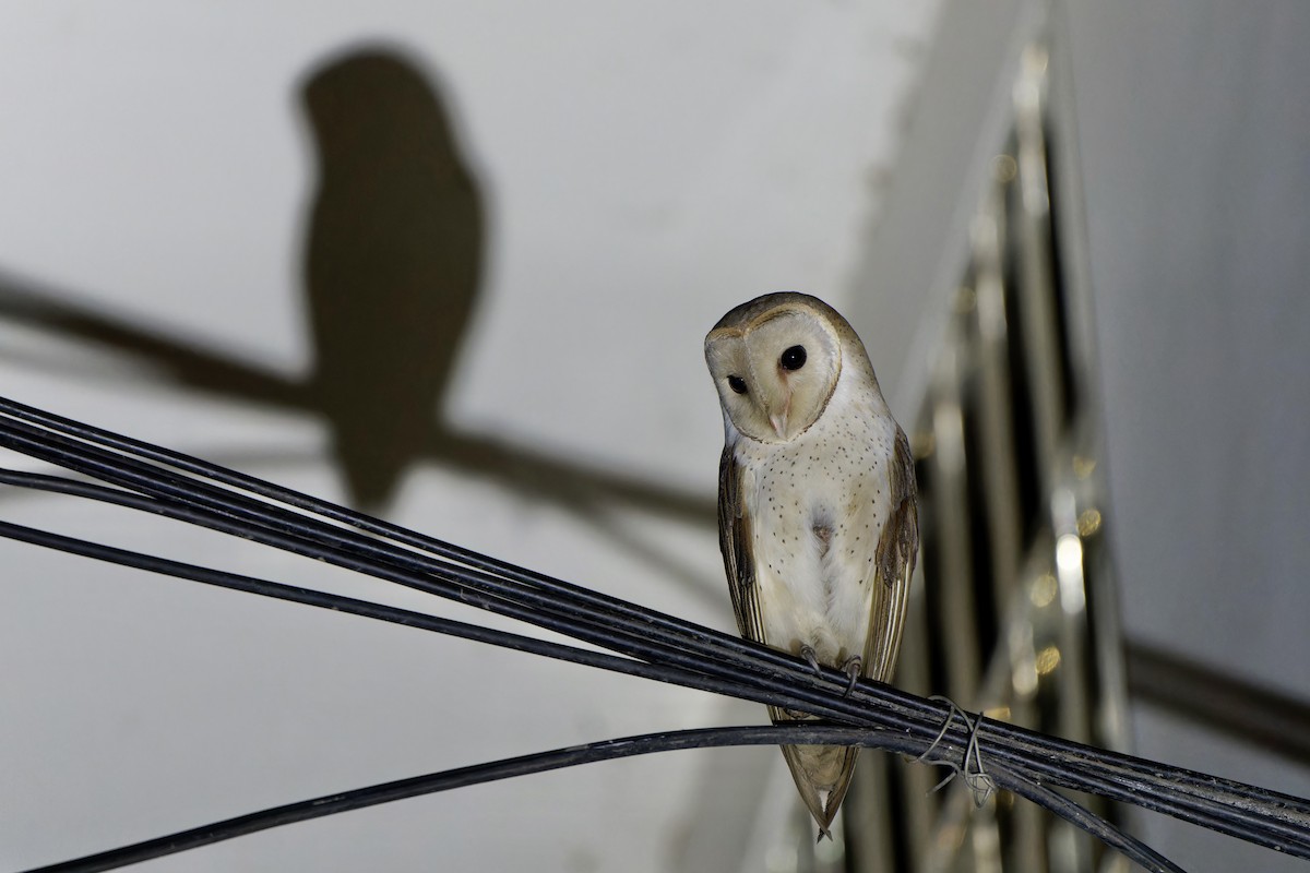 Barn Owl - ML622118037