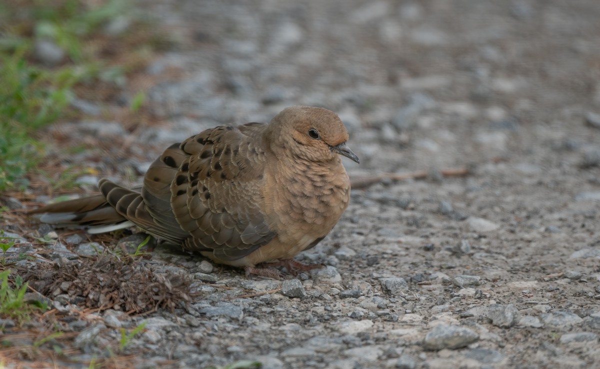 Mourning Dove - ML622118050