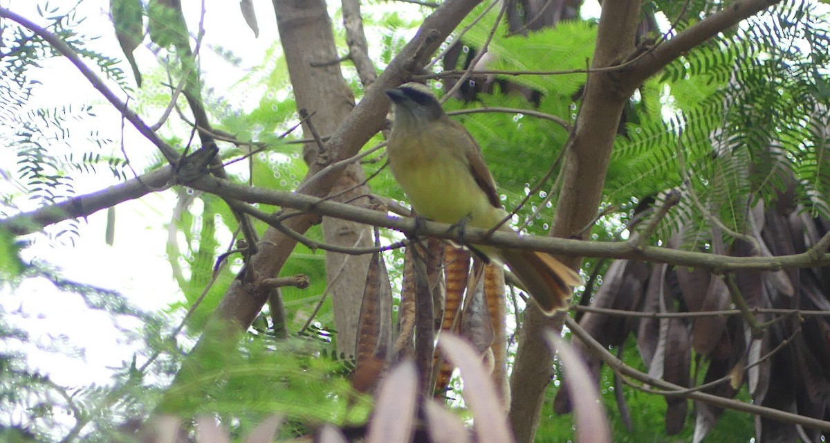 Baird's Flycatcher - Lisa Brunetti