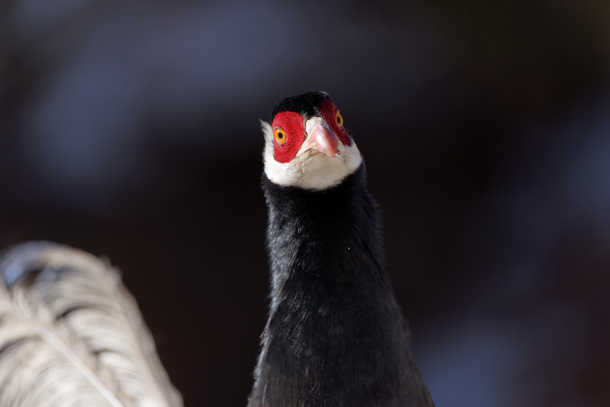 Brown Eared-Pheasant - ML622118055