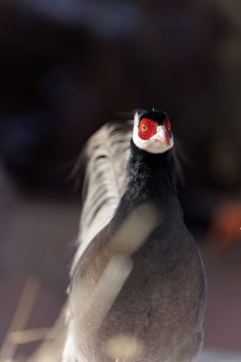 Brown Eared-Pheasant - ML622118057