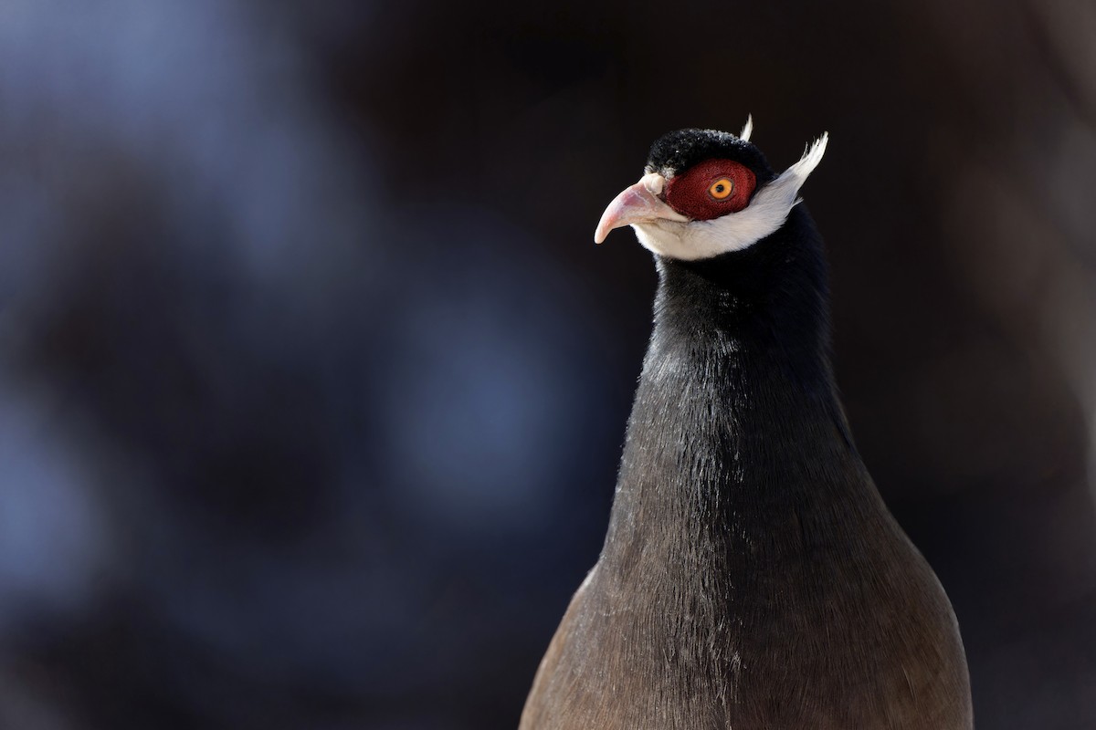 Brown Eared-Pheasant - ML622118058