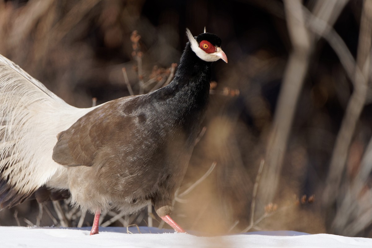 Brown Eared-Pheasant - ML622118059