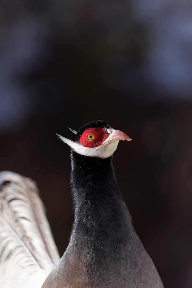 Brown Eared-Pheasant - Aidan Li