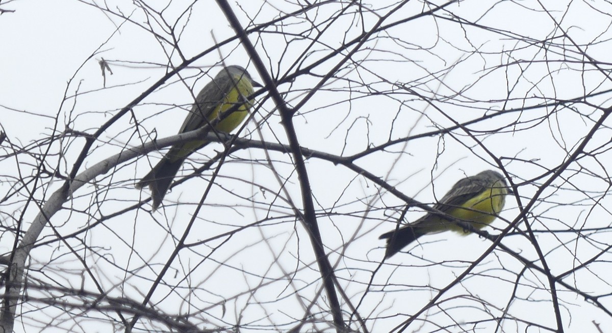 Tropical Kingbird - Lisa Brunetti